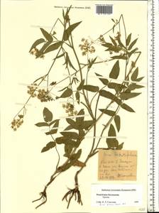 Sium sisarum L., Eastern Europe, Lower Volga region (E9) (Russia)