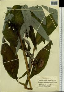 Cirsium heterophyllum (L.) Hill, Siberia, Altai & Sayany Mountains (S2) (Russia)