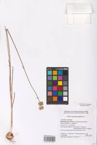 Allium sphaerocephalon L., Eastern Europe, Central forest-and-steppe region (E6) (Russia)