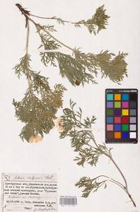 Adonis volgensis DC., Eastern Europe, Eastern region (E10) (Russia)