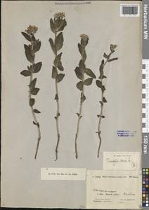 Heliotropium sibiricum (L.) J.I.M.Melo, Middle Asia, Caspian Ustyurt & Northern Aralia (M8) (Kazakhstan)