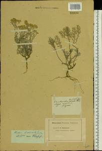 Odontarrhena tortuosa (Waldst. & Kit. ex Willd.) C.A.Mey., Eastern Europe, North Ukrainian region (E11) (Ukraine)