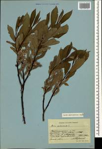 Salix pantosericea Görz, Caucasus, Stavropol Krai, Karachay-Cherkessia & Kabardino-Balkaria (K1b) (Russia)