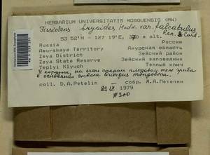 Fissidens bryoides Hedw., Bryophytes, Bryophytes - Russian Far East (excl. Chukotka & Kamchatka) (B20) (Russia)