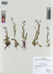 KUZ 005 818, Myosotis imitata Serg., Siberia, Altai & Sayany Mountains (S2) (Russia)