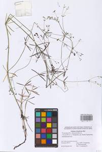 Galium tinctorium L., Eastern Europe, Central region (E4) (Russia)