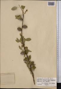 Prunus bucharica (Korsh.) B. Fedtsch., Middle Asia, Pamir & Pamiro-Alai (M2) (Kyrgyzstan)