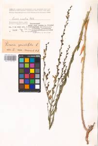 MHA 0 159 259, Linaria genistifolia (L.) Mill., Eastern Europe, Lower Volga region (E9) (Russia)
