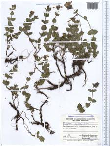 Nepeta supina, Caucasus, Dagestan (K2) (Russia)