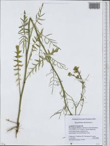 Sisymbrium altissimum L., Eastern Europe, Rostov Oblast (E12a) (Russia)