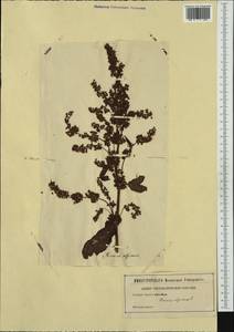 Rumex alpinus L., Western Europe (EUR) (Not classified)