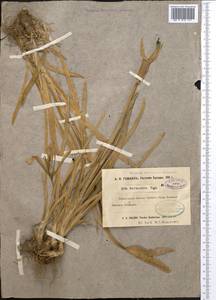 Iris darwasica Regel, Middle Asia, Pamir & Pamiro-Alai (M2) (Tajikistan)