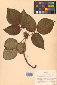 Toxicodendron orientale subsp. orientale, Siberia, Russian Far East (S6) (Russia)