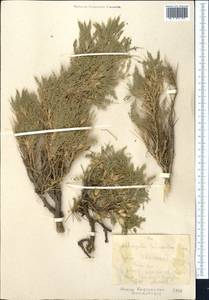 Astragalus lasiosemius Boiss., Middle Asia, Western Tian Shan & Karatau (M3) (Kyrgyzstan)