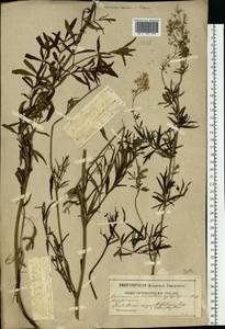 Thalictrum lucidum L., Eastern Europe, Moscow region (E4a) (Russia)