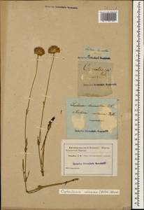 Cephalaria coriacea (Willd.) Roem. & Schult. ex Steud., Caucasus (no precise locality) (K0)