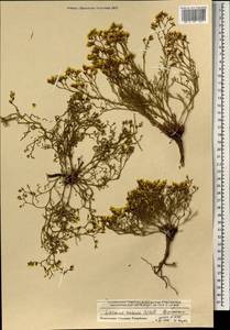 Limonium aureum (L.) Chaz., Mongolia (MONG) (Mongolia)