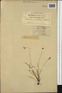 Carex glareosa Schkuhr ex Wahlenb., Western Europe (EUR) (Sweden)
