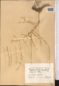 Asparagus breslerianus Schult. & Schult.f., Middle Asia, Caspian Ustyurt & Northern Aralia (M8) (Kazakhstan)