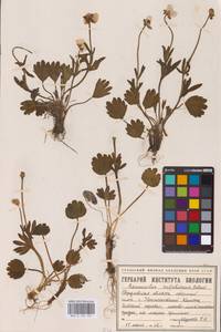 Ranunculus sulphureus Sol., Eastern Europe, Eastern region (E10) (Russia)