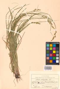 Carex elongata L., Eastern Europe, Moscow region (E4a) (Russia)