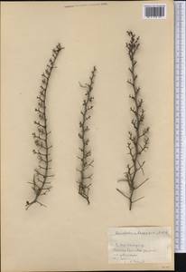 Rochefortia cubensis Britton & P. Wils., America (AMER) (Cuba)