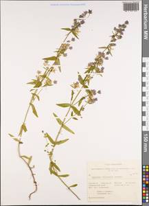 Swertia tetrapetala var. wilfordii (A.Kern.) T.N.Ho, Siberia, Russian Far East (S6) (Russia)