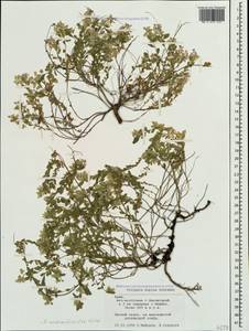 Polygala supina subsp. supina, Crimea (KRYM) (Russia)