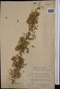 Caragana halodendron (Pall.) Dum.Cours., Middle Asia, Karakum (M6) (Turkmenistan)