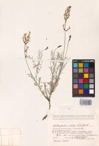 Astragalus varius S.G.Gmel., Eastern Europe, Lower Volga region (E9) (Russia)