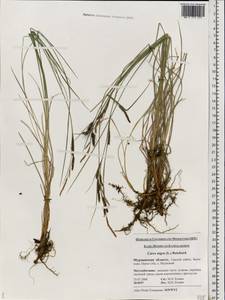Carex nigra (L.) Reichard, Eastern Europe, Northern region (E1) (Russia)