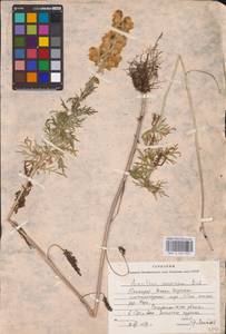 Aconitum anthora subsp. anthora, Eastern Europe, Eastern region (E10) (Russia)