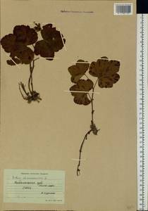 Rubus chamaemorus L., Eastern Europe, Northern region (E1) (Russia)