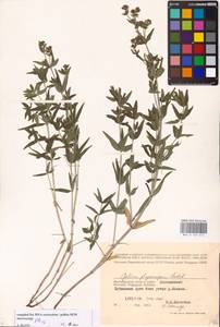 Galium rubioides L., Eastern Europe, Lower Volga region (E9) (Russia)