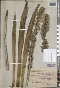 Eremurus regelii Vved., Middle Asia, Western Tian Shan & Karatau (M3) (Uzbekistan)