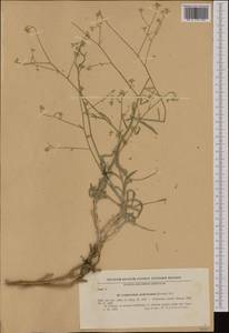 Aurinia uechtritziana (Bornm.) Cullen & T.R. Dudley, Western Europe (EUR) (Bulgaria)