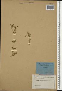 Cerastium glomeratum Thuill., Caucasus (no precise locality) (K0)