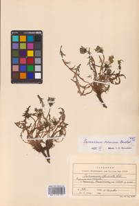 Taraxacum erythrospermum Andrz. ex Besser, Siberia, Russian Far East (S6) (Russia)