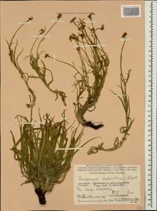 Gelasia biebersteinii (Lipsch.) Zaika, Sukhor. & N. Kilian, Caucasus, Stavropol Krai, Karachay-Cherkessia & Kabardino-Balkaria (K1b) (Russia)