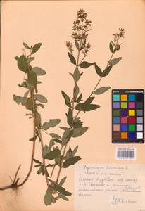 Hypericum hirsutum L., Eastern Europe, Central region (E4) (Russia)