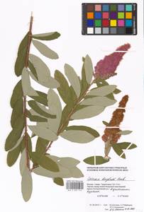 Spiraea douglasii Hook., Eastern Europe, Moscow region (E4a) (Russia)
