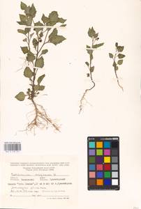 MHA 0 158 761, Solanum nigrum L., Eastern Europe, Rostov Oblast (E12a) (Russia)