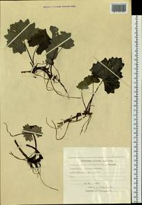 Petasites frigidus (L.) Fr., Siberia, Chukotka & Kamchatka (S7) (Russia)