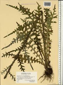 Cirsium palustre (L.) Scop., Eastern Europe, Central forest-and-steppe region (E6) (Russia)