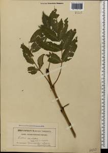 Fraxinus excelsior L., Caucasus, Black Sea Shore (from Novorossiysk to Adler) (K3) (Russia)