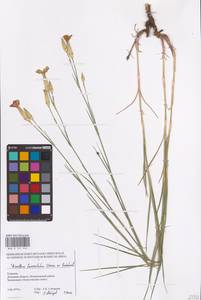Dianthus monadelphus subsp. pallens (Sm.) Greuter & Burdet, Eastern Europe, South Ukrainian region (E12) (Ukraine)