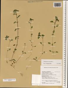 Theligonum cynocrambe L., South Asia, South Asia (Asia outside ex-Soviet states and Mongolia) (ASIA) (Cyprus)