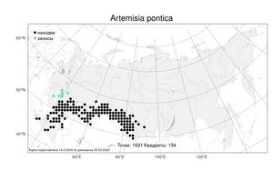 Artemisia pontica L., Atlas of the Russian Flora (FLORUS) (Russia)