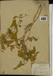 Cynanchum acutum L., Eastern Europe, South Ukrainian region (E12) (Ukraine)