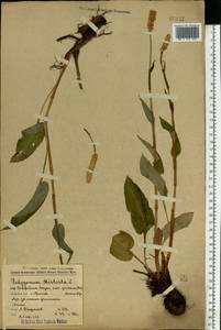Bistorta officinalis subsp. officinalis, Eastern Europe, Volga-Kama region (E7) (Russia)